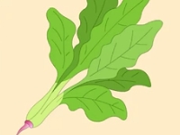 營(yíng)養(yǎng)模范生——菠菜